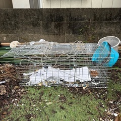 捕獲機　　Lサイズ　きれいめ綺麗めの画像