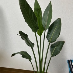 観葉植物　ストレチアオーガスタ　鉢ありの画像