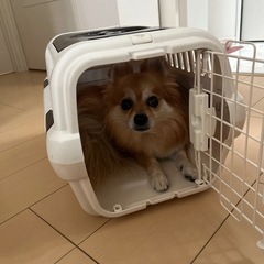 ペット用　キャリーケースの画像