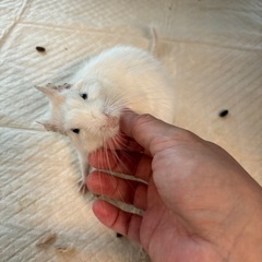 デグー メス ホワイト