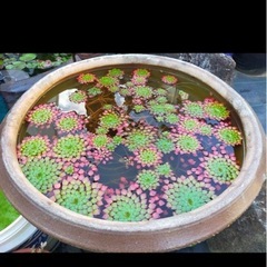 【お譲りください🙇‍♂️🙇‍♂️】メダカ鉢、睡蓮鉢 - 助け合い