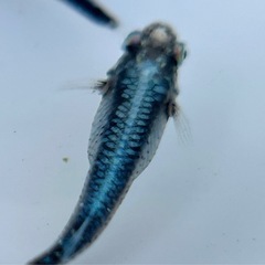 ココロメダカ  鎧黒ガチ成魚の画像
