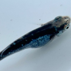 ココロメダカ  鎧黒ガチ成魚の画像