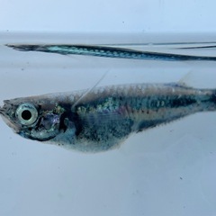 ココロメダカ  鎧黒ガチ成魚の画像
