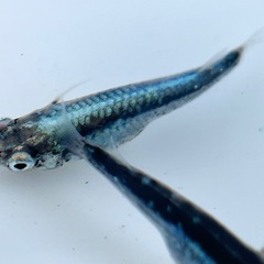 ココロメダカ  鎧黒ガチ成魚の画像