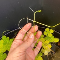 ウォータークローバー/ムチカ/ビオトープ用にの画像