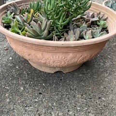 ✨多肉植物♡鉢いっぱい②✨の画像