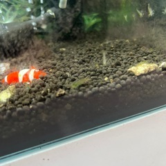 ミナミヌマエビ 稚エビ お気持ち円 おまけ成体数匹の画像