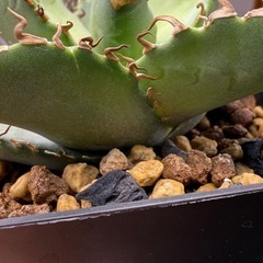 アガベ　オテロイ実生　多肉植物　観葉植物の画像