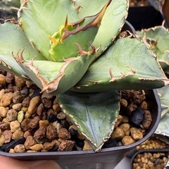 アガベ　オテロイ実生　多肉植物　観葉植物の画像