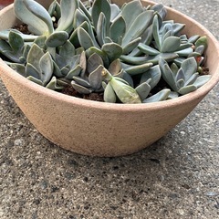 ✨多肉植物♡鉢いっぱい③✨の画像