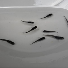 メダカ　オロチ❗️今年生まれ　若魚　８匹‼️ めだかの画像