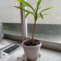 ドラセナの画像