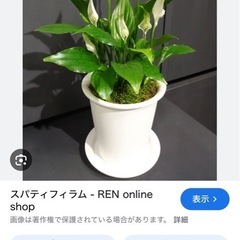 トラノオ、スパティフィラム　あげます🪴の画像