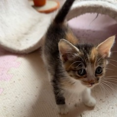 とっても甘えん坊でかわいい三毛猫ちゃん2ヶ月