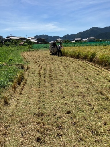 令和6年兵庫県丹波市産コシヒカリ、玄米30キロ