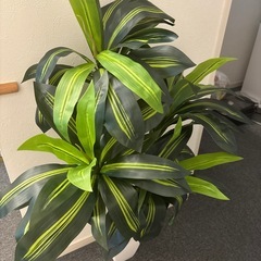 観葉植物　インテリアの画像