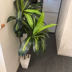 観葉植物　インテリアの画像