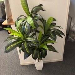 観葉植物　インテリアの画像
