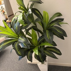 観葉植物　インテリアの画像