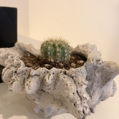 サボテン　観葉植物の画像