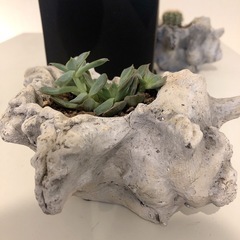 観葉植物　多肉植物　の画像