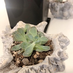 観葉植物　多肉植物　の画像