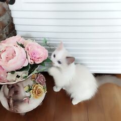 生後３ヶ月のラグドールの男の子