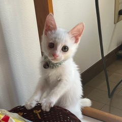 外で頑張って生きてきた子、