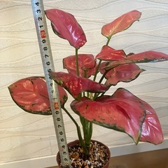 【観葉植物】アグラネオマの画像