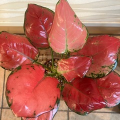 【観葉植物】アグラネオマの画像