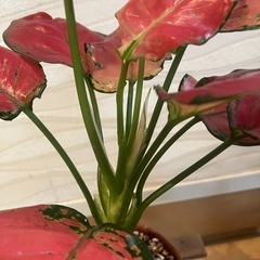 【観葉植物】アグラネオマの画像