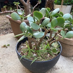  カネノナルキ　クラッスラ　金のなる木　　の画像