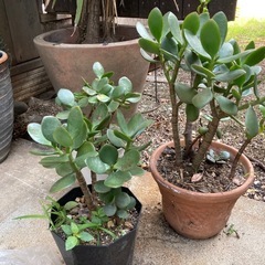  カネノナルキ　クラッスラ　金のなる木　　の画像