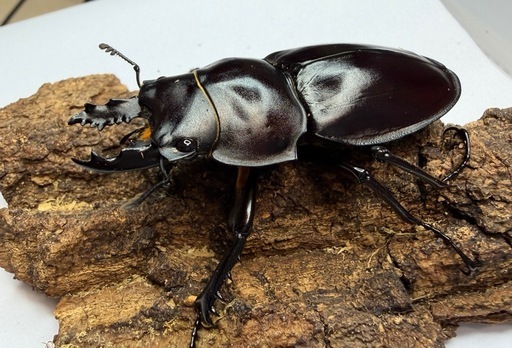 ヤエヤママルバネクワガタ(石垣島野底岳産)①
