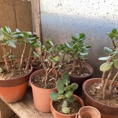  カネノナルキ　クラッスラ　金のなる木　　の画像