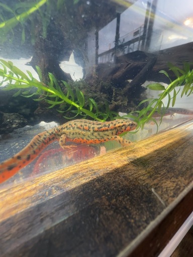 福江　イモリ　幼体　4匹 + 保証1匹　計5匹　在庫限り