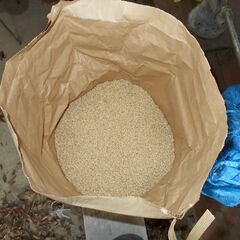 ２０２５年産　　コシヒカリ玄米を　お売り致しますの画像
