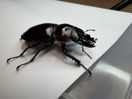 ヤエヤママルバネクワガタ(石垣島野底岳産)②