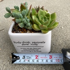 【値下げ】②多肉植物　寄せ植え　陶器の画像