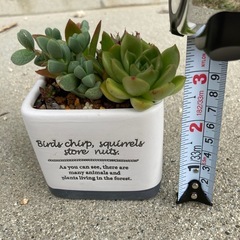 【値下げ】②多肉植物　寄せ植え　陶器の画像