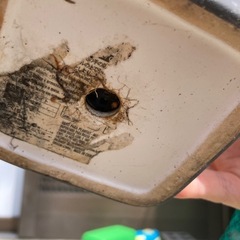 【値下げ】②多肉植物　寄せ植え　陶器の画像