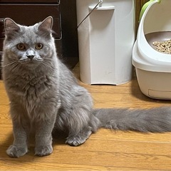 気品あふれるブリティッシュロングヘアのルビーちゃん