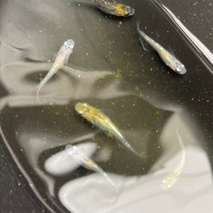 メダカ　夜桜７匹の画像