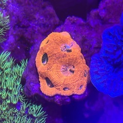 ヒラタオオトゲキクメイシ　オレンジ&メタリックグリーンの画像