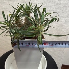 パキポディウムマカイエンセ　グラキリス　塊根植物の画像