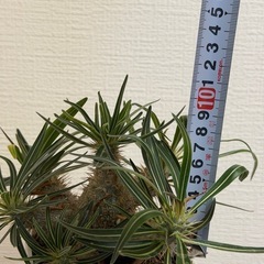 パキポディウムマカイエンセ　グラキリス　塊根植物の画像