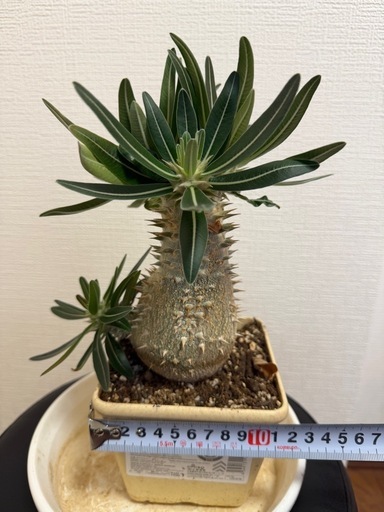 24日、本日終了 パキポディウムマカイエンセ　グラキリス　塊根植物