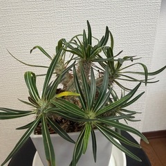 パキポディウムマカイエンセ　グラキリス　塊根植物の画像