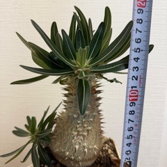 パキポディウムマカイエンセ　グラキリス　塊根植物の画像